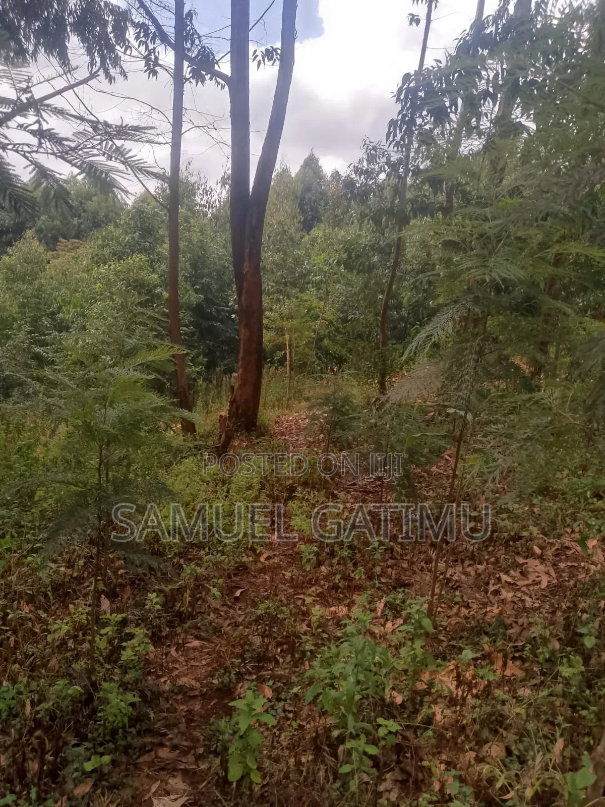 100/100 Plot for Sale Njoro Banana Kiambu