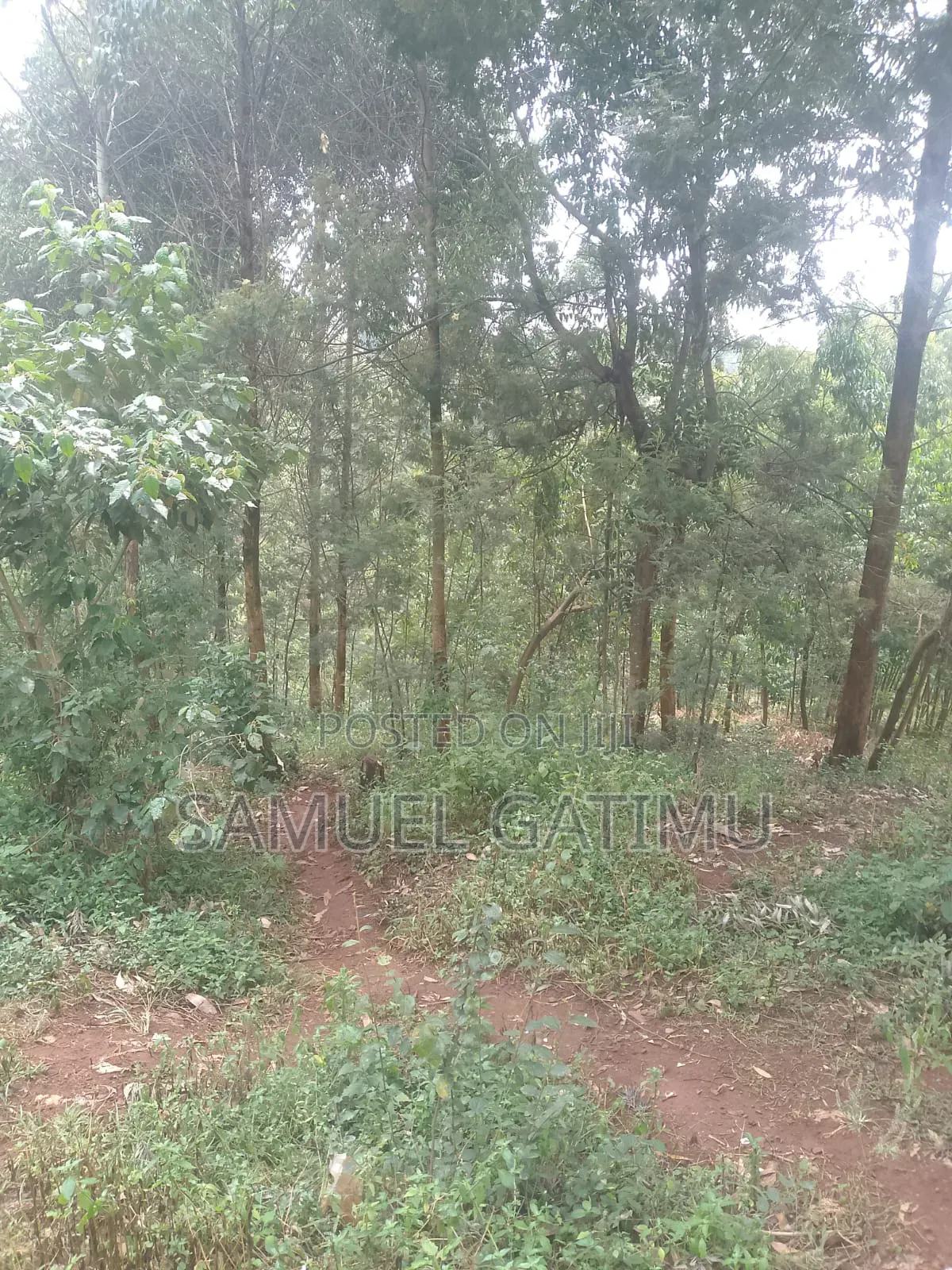 100/100 Plot for Sale Njoro Banana Kiambu
