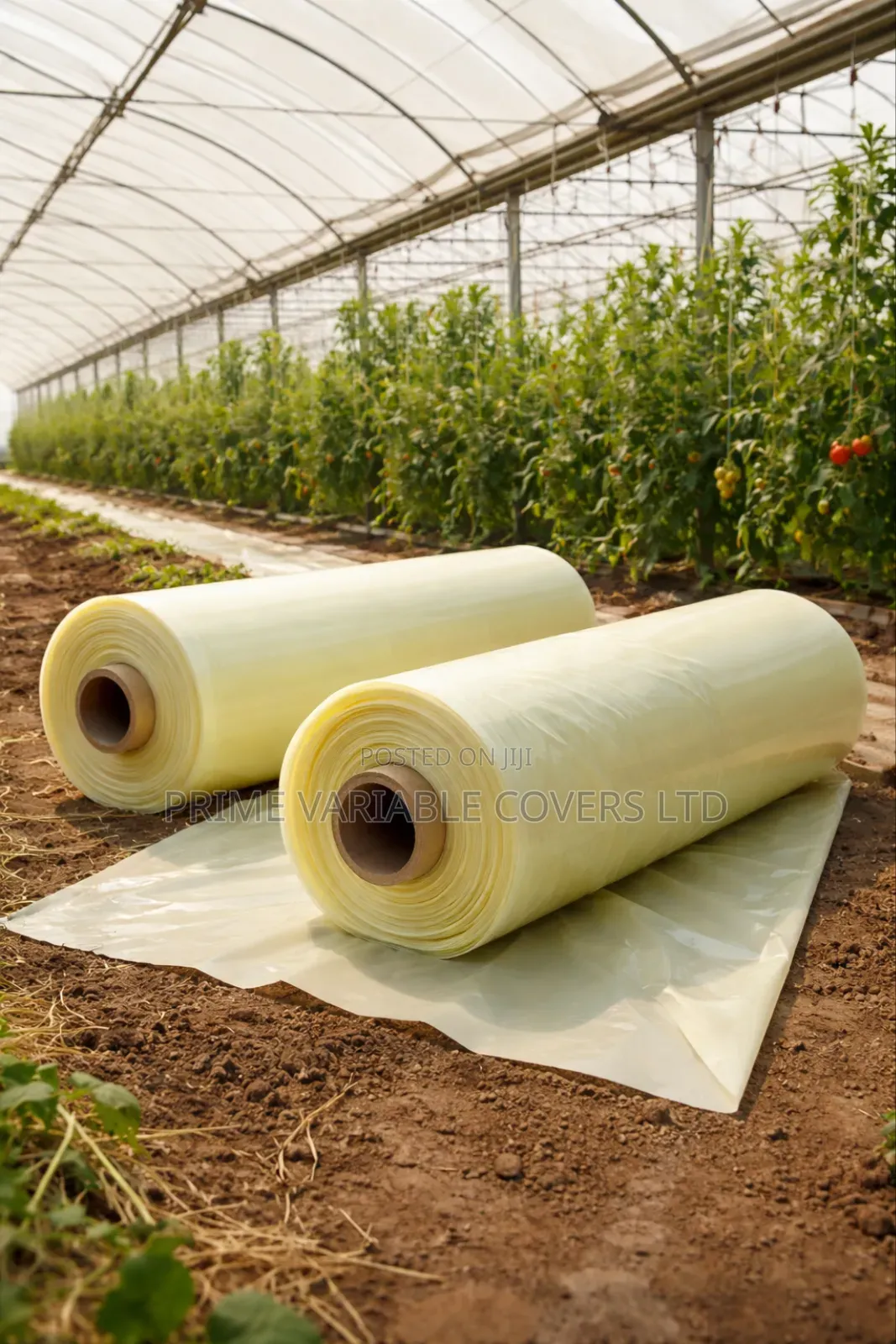 Greenhouse Polythene Creates a Stable Growing Environment Year-Round
