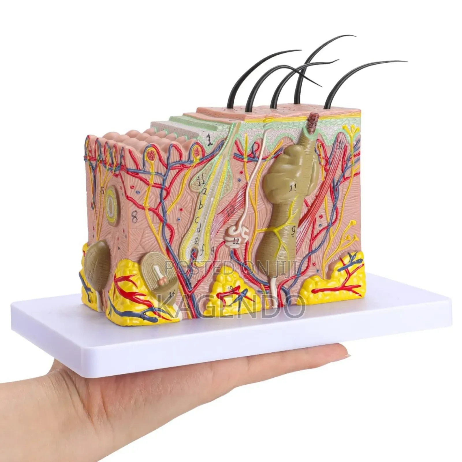 Skin Model (Anatomical