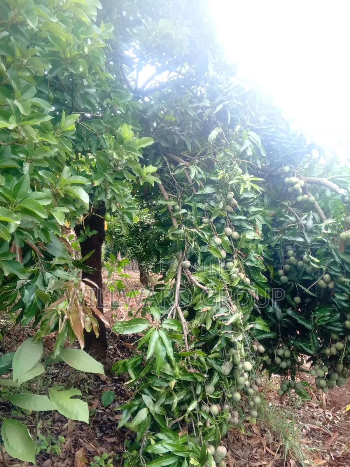 5 Acres Marua Nyeri