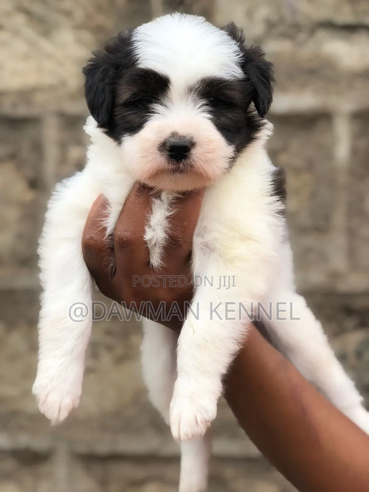 1-3 months Male Purebred Havanese