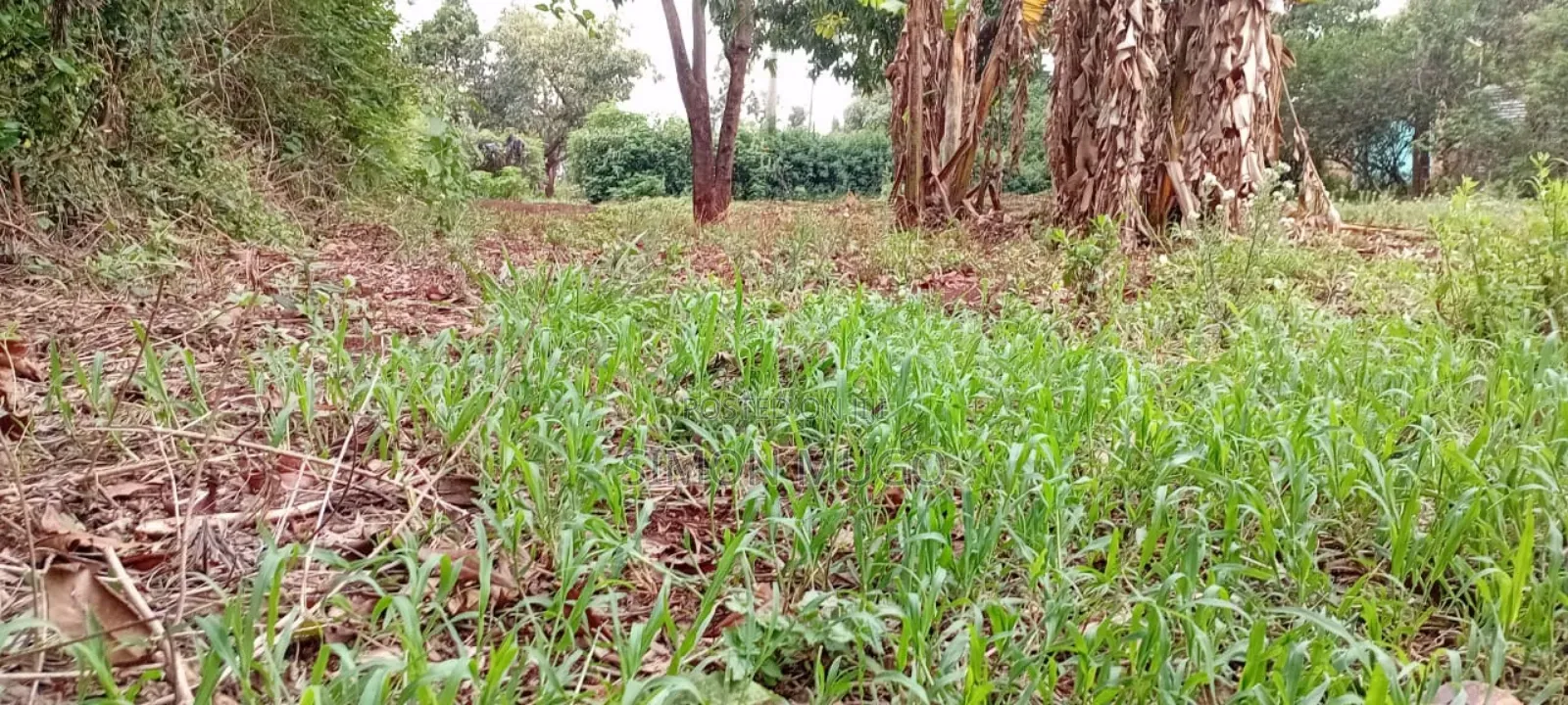 Lower Matasia Prime 100x100 Plot on Tarmac Road