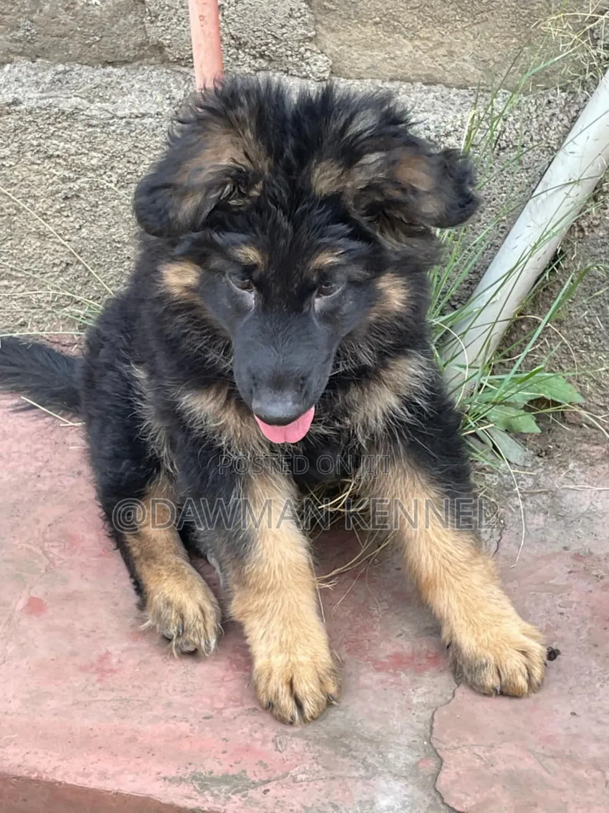 1-3 months Female Purebred German Shepherd