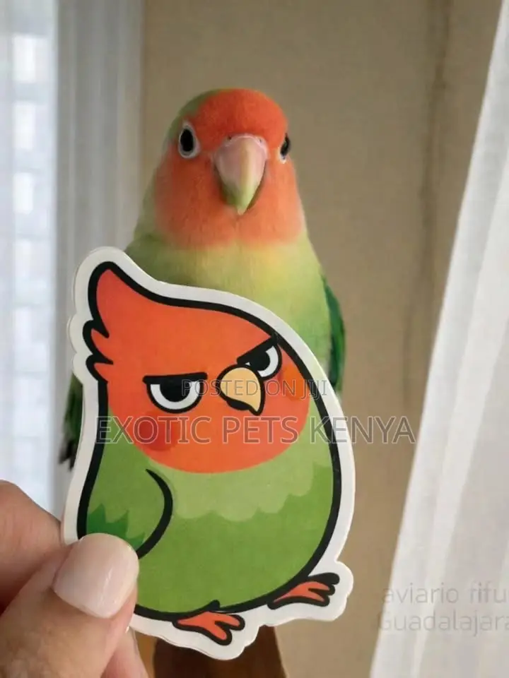 Unique Lovebirds