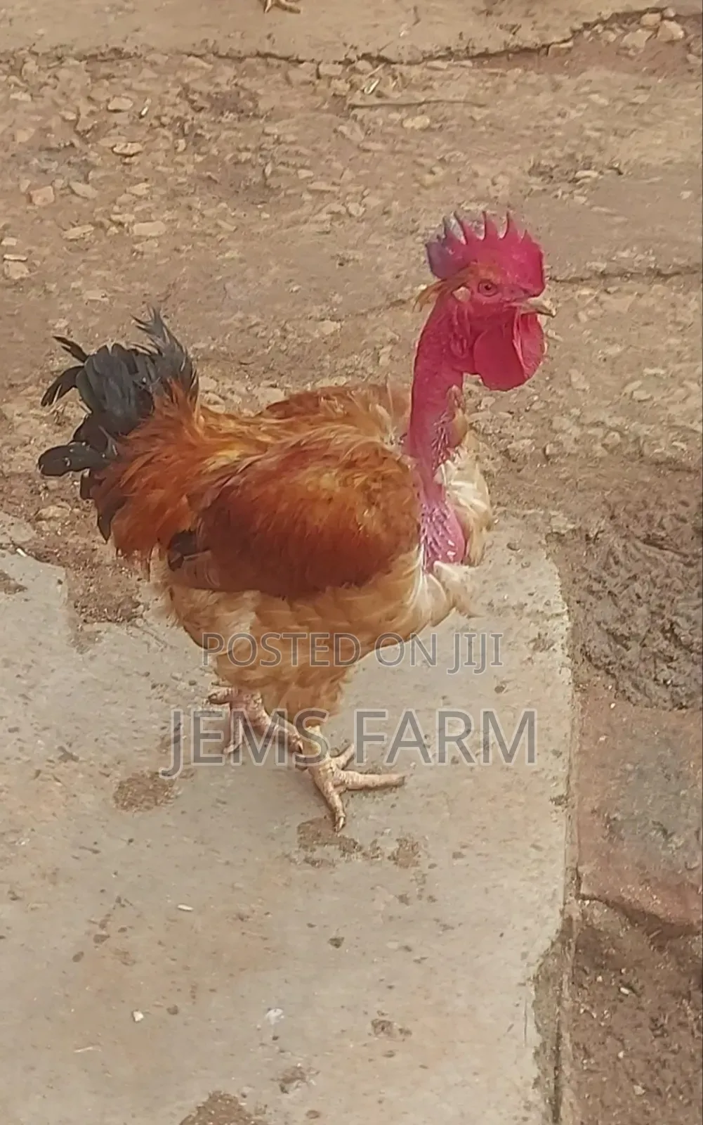 Improved Kienyeji Jogoos for Breeding or Slaughtering
