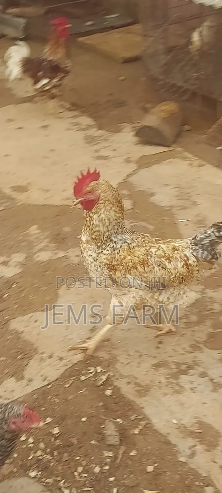 Improved Kienyeji Jogoos for Breeding or Slaughtering