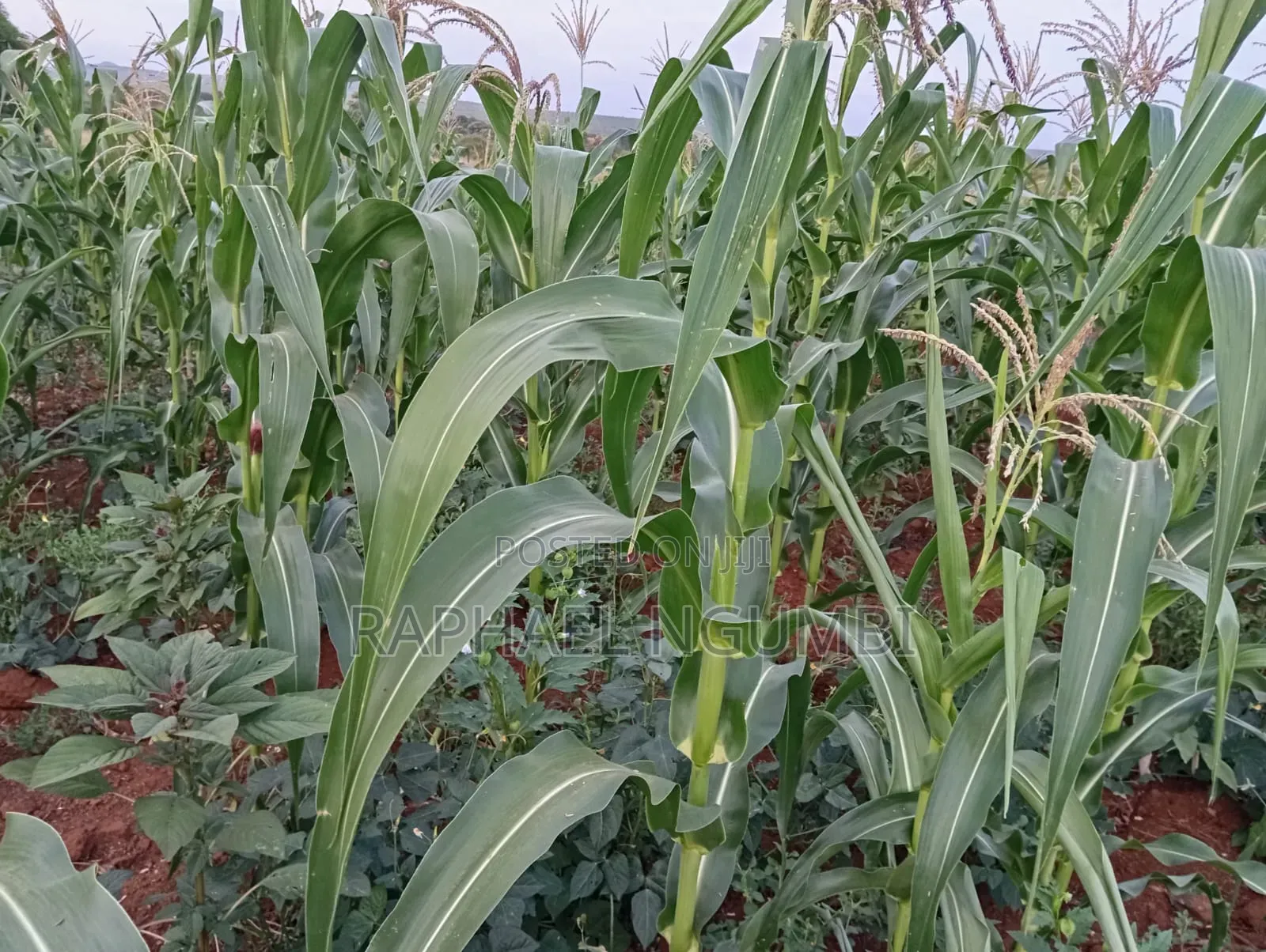 4 Acres at Machakos Katangi Kyua Along Kitui Road