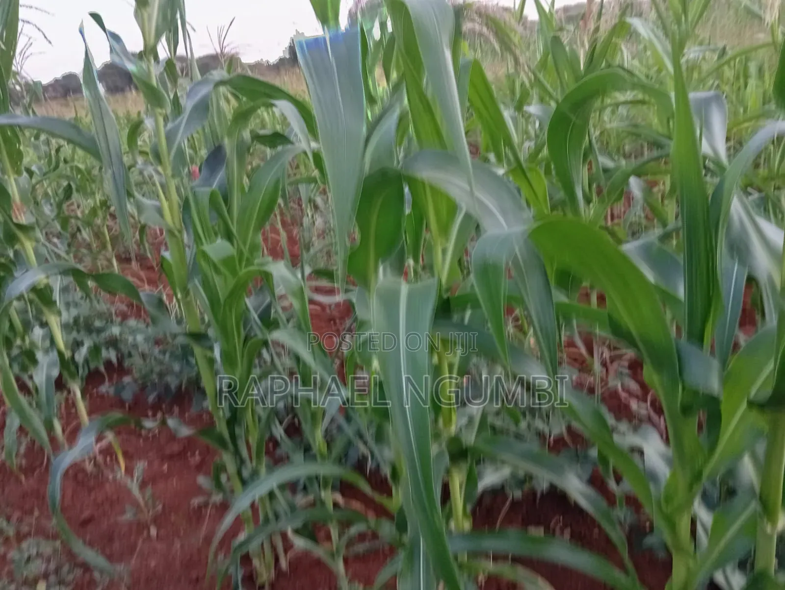 4 Acres at Machakos Katangi Kyua Along Kitui Road