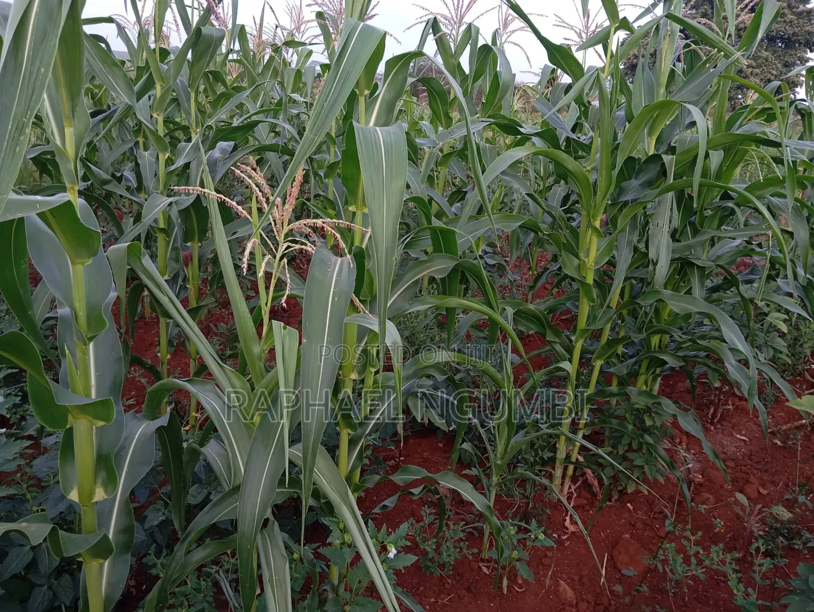 4 Acres at Machakos Katangi Kyua Along Kitui Road