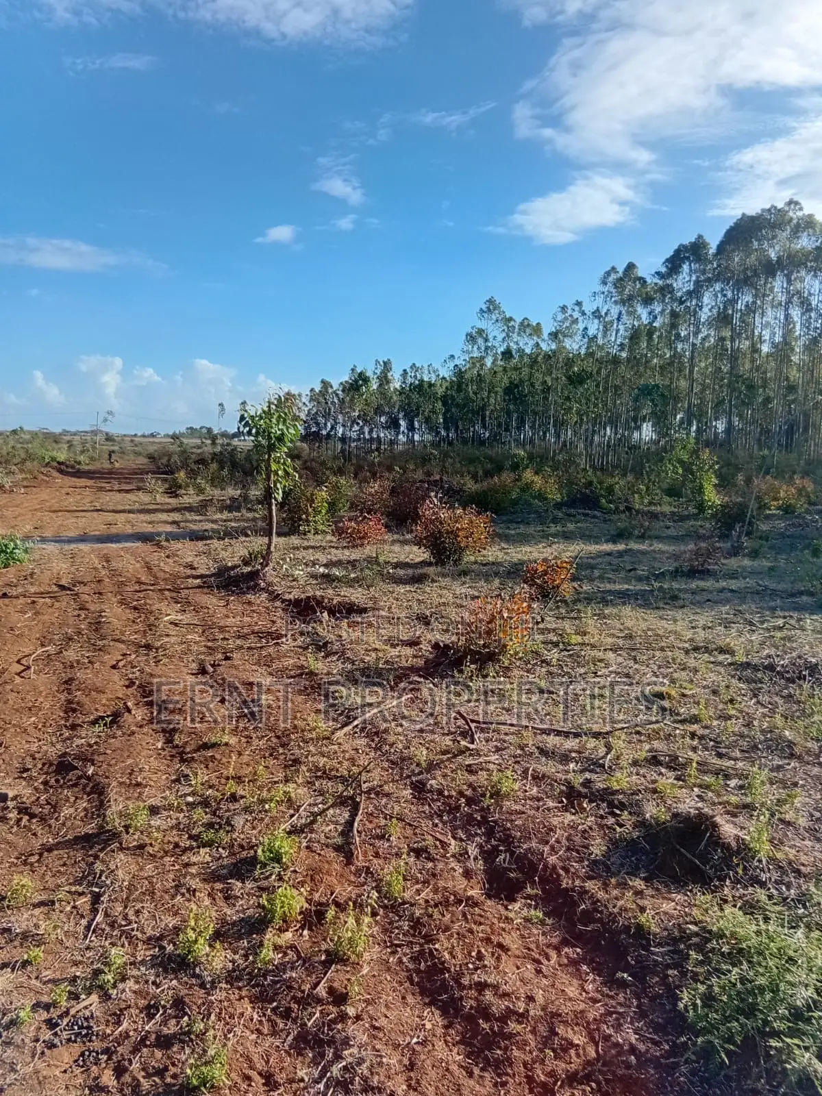 Easter Offer 26 1/4 Acre Plots for Sale Near African Nazarene
