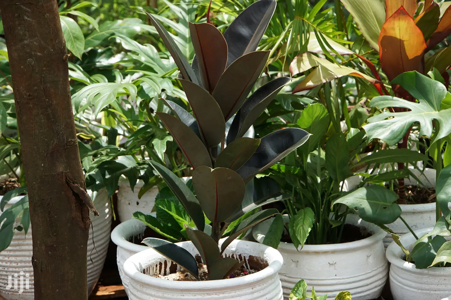 Hanging Flowers And Potted Plants