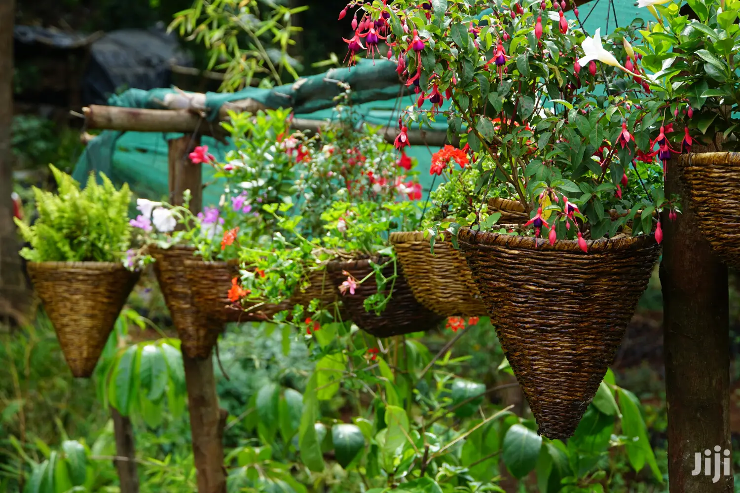 Hanging Flowers And Potted Plants