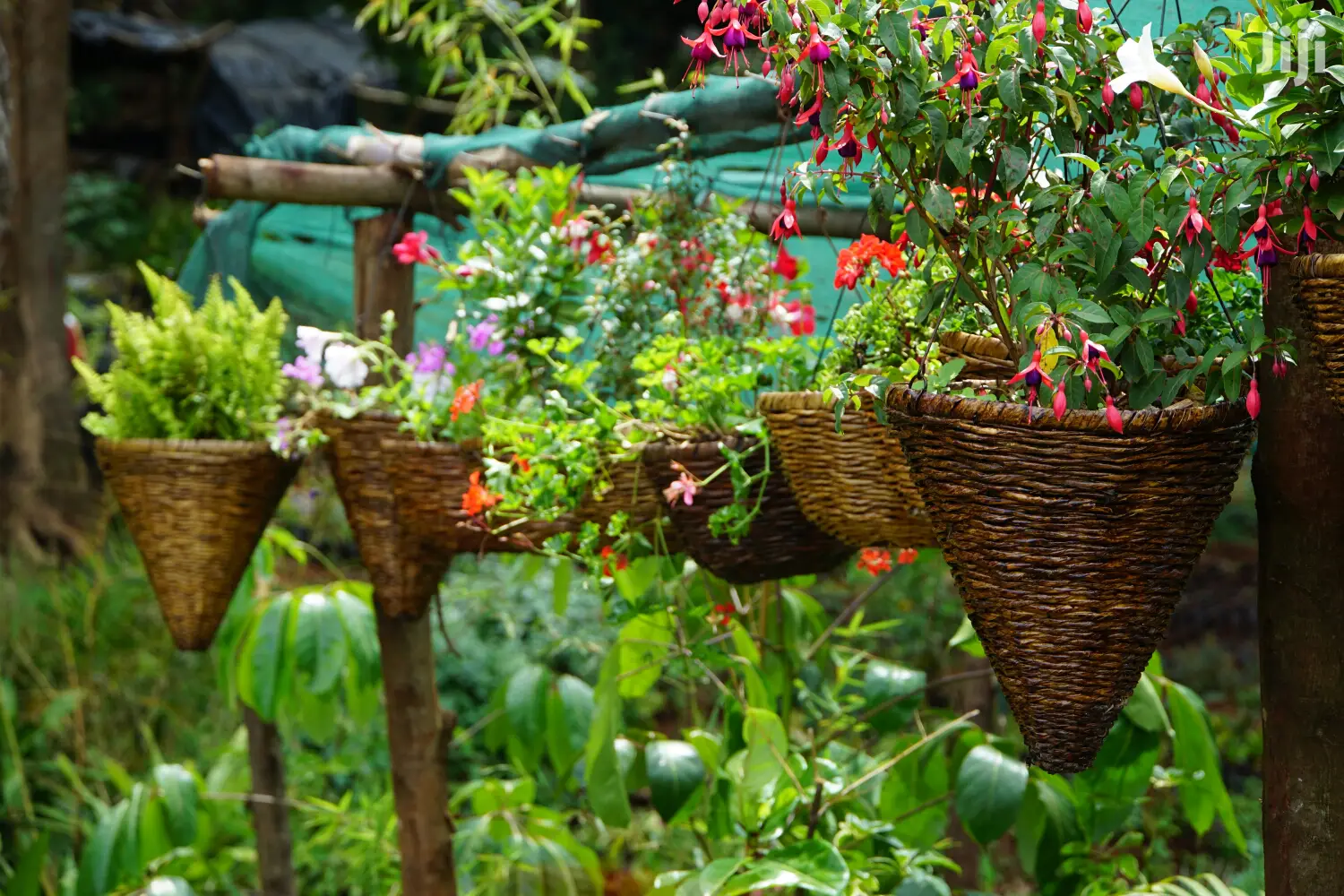 Hanging Flowers And Potted Plants
