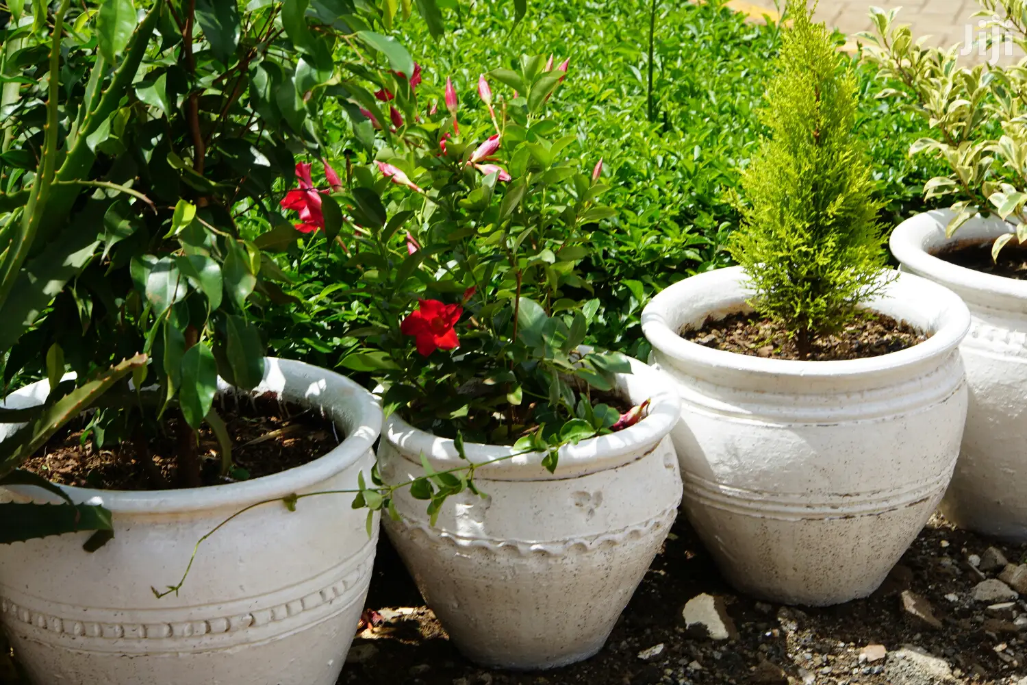 Hanging Flowers And Potted Plants