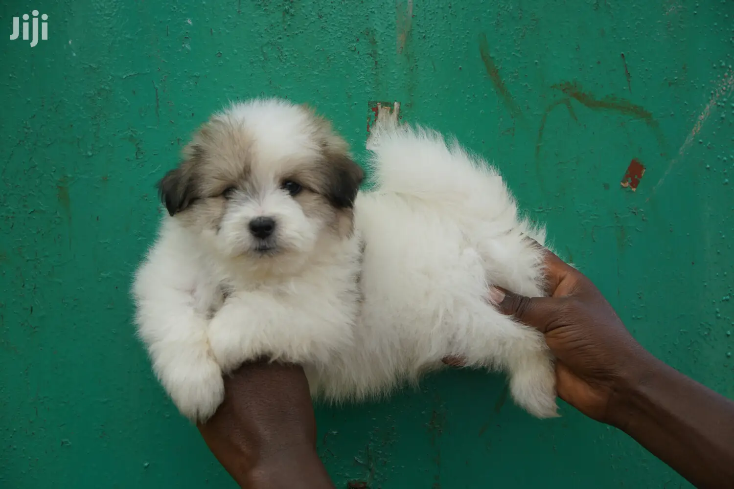 Young Female Purebred Chihuahua