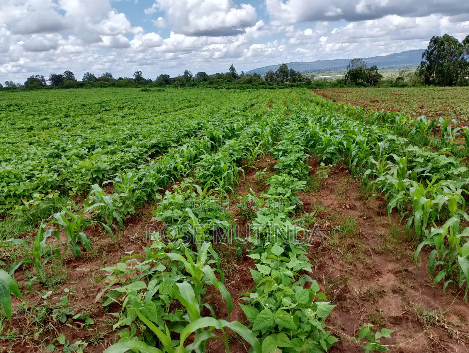 6acres at Matingi