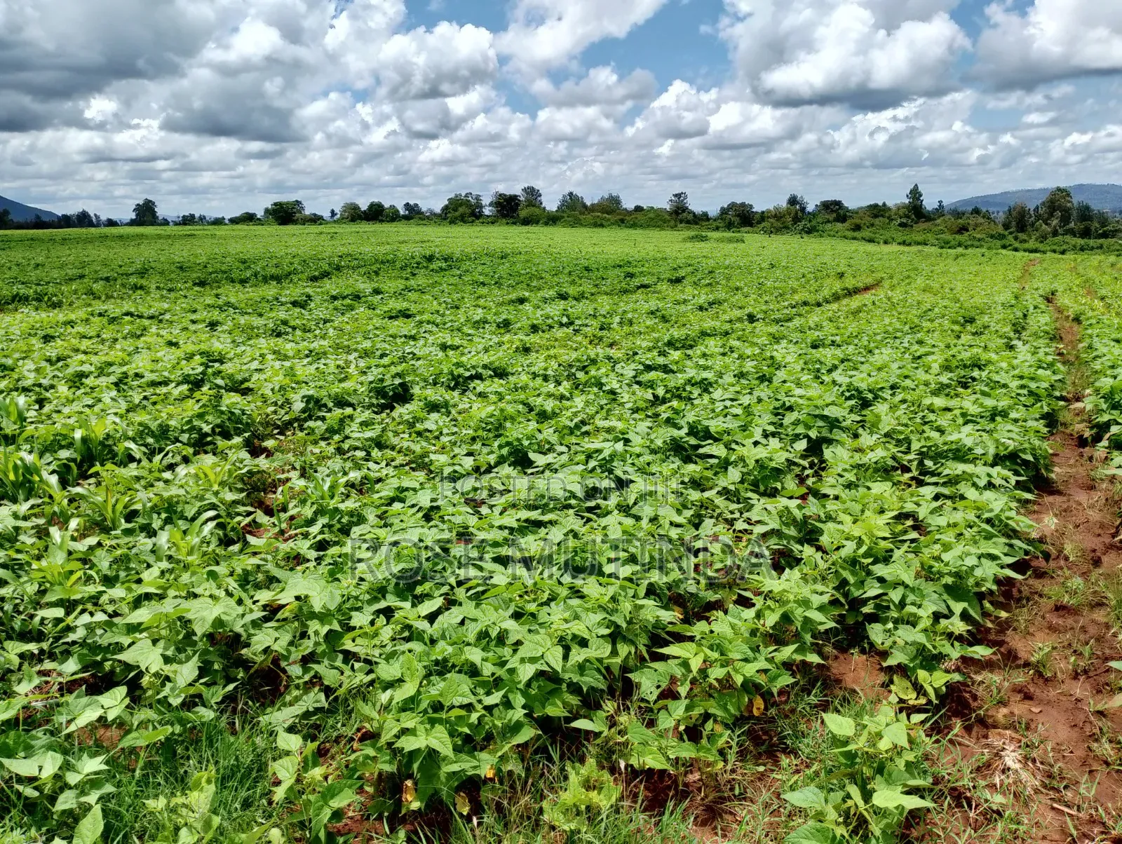 6acres at Matingi