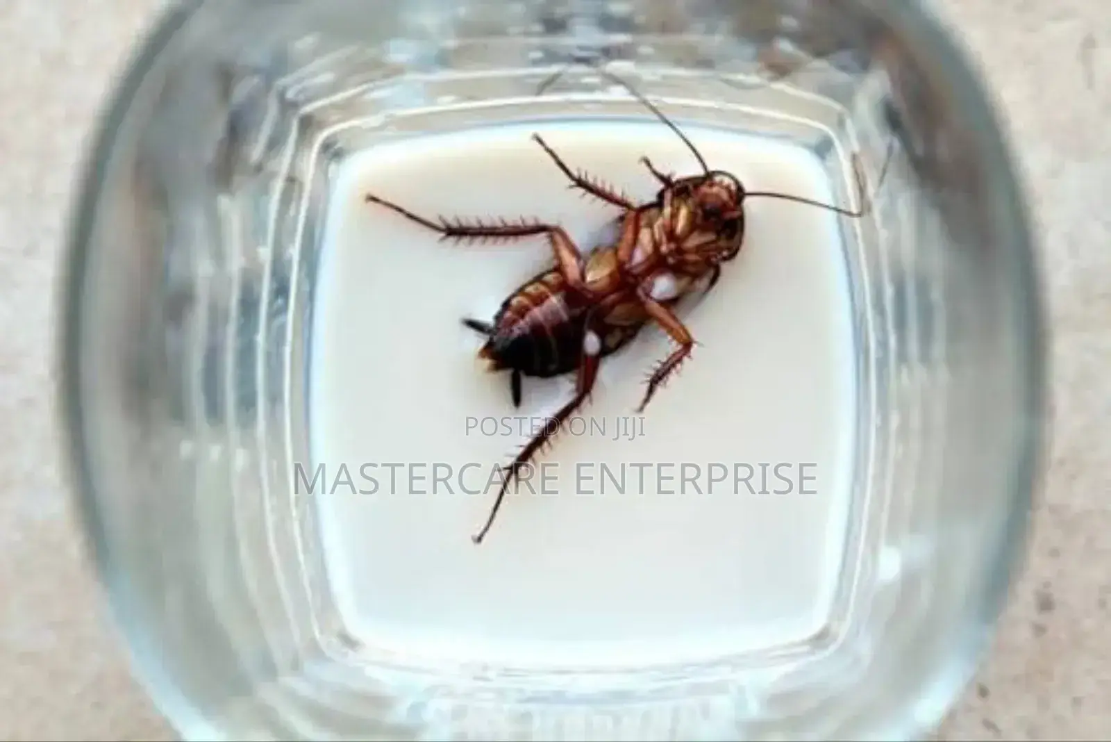Cockroaches Fumigation in Nairobi