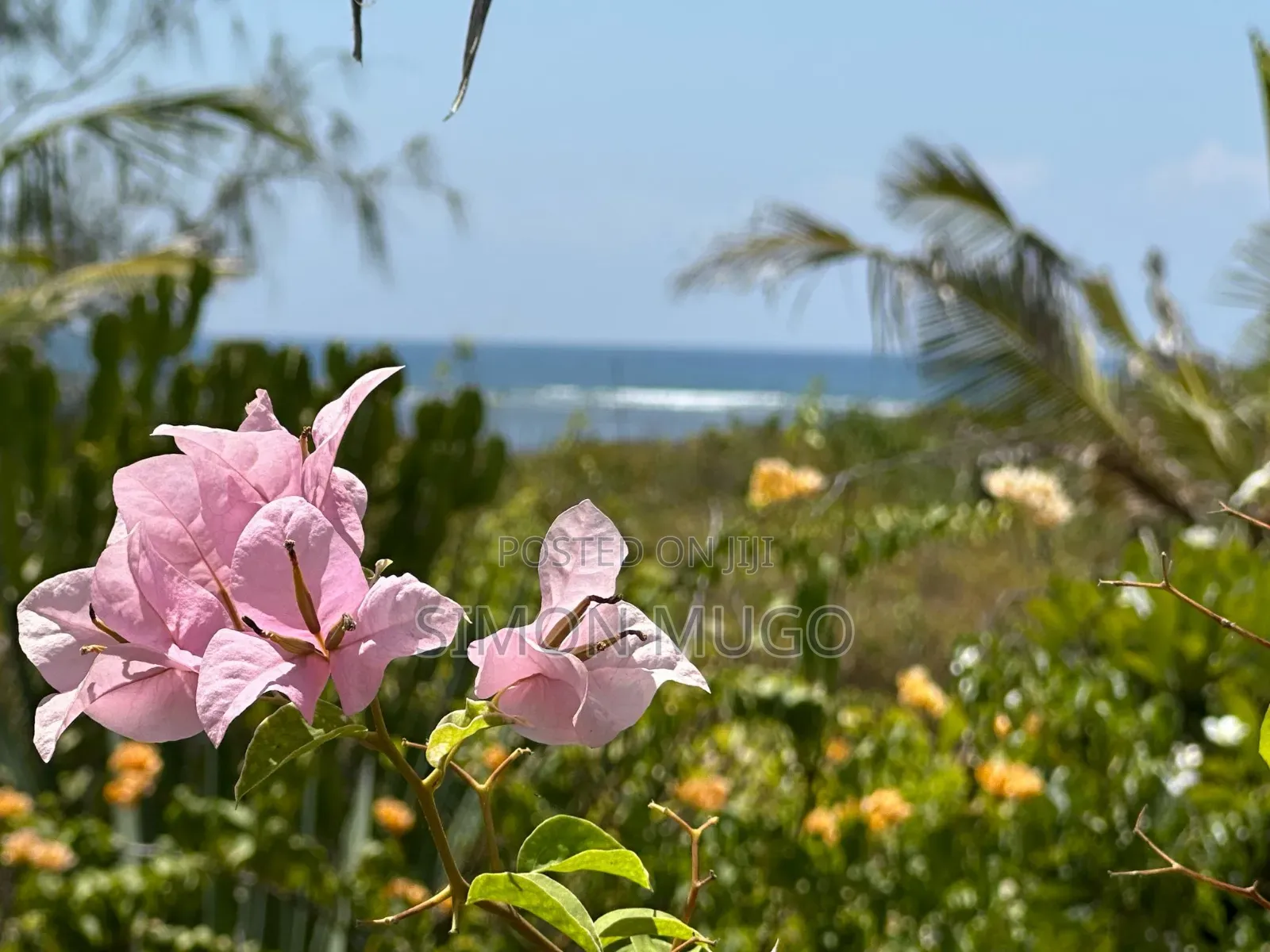 Lamu Prime 512 Acres Fronting the Ocean