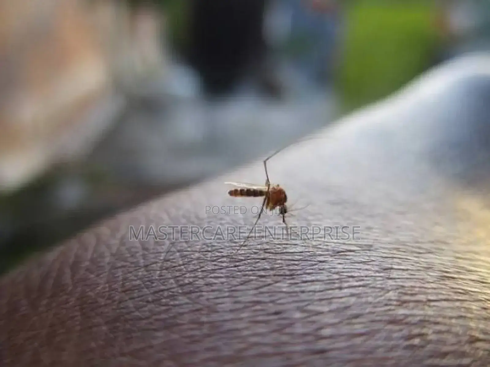 Mosquitoes Repellent Services