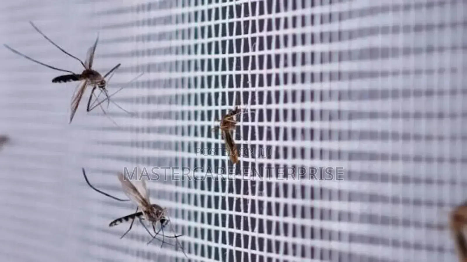 Mosquitoes Fumigation in Karen