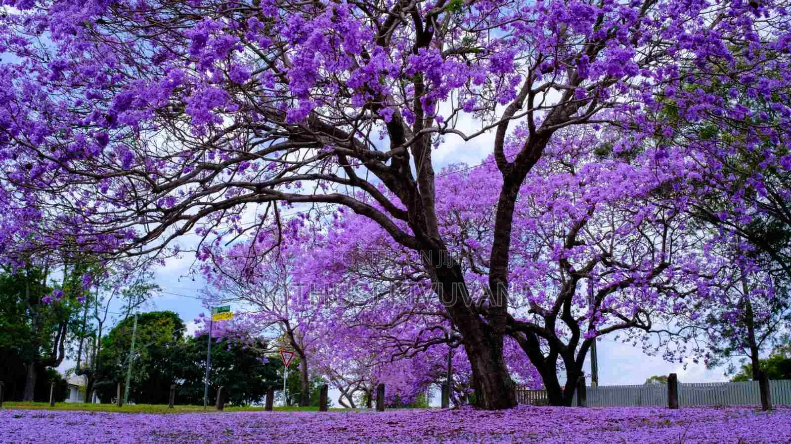 Healthy Jacaranda Tree Seedlings