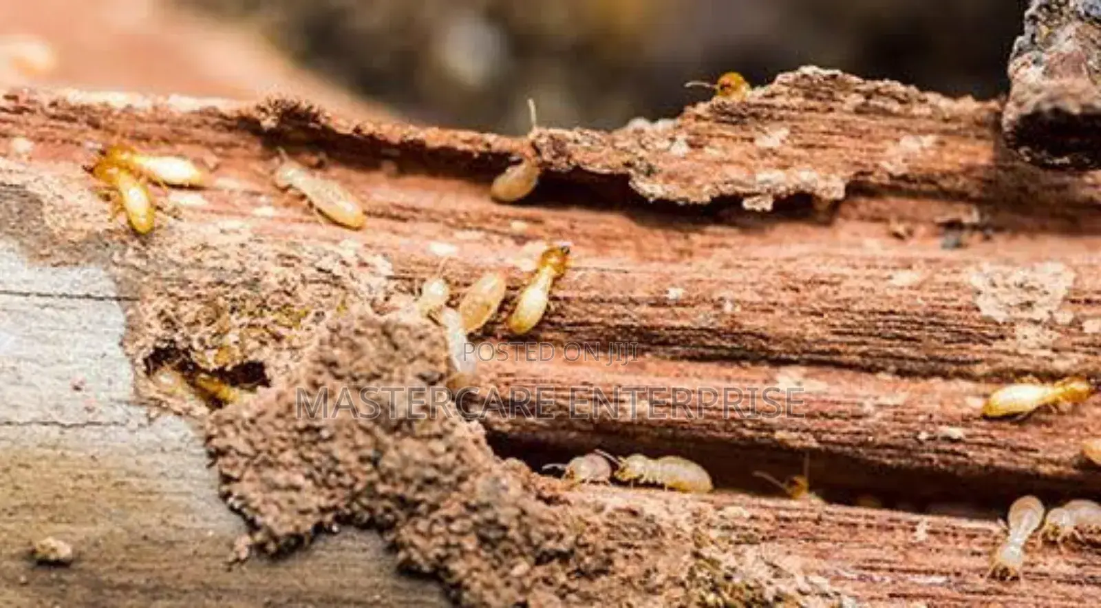 Termites Extermination in Lower Kabete