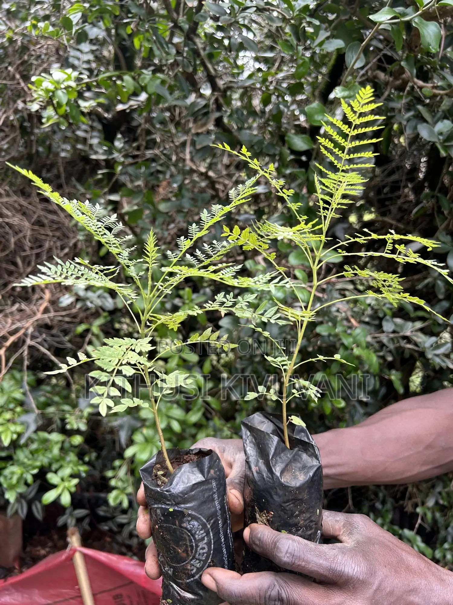 Healthy Jacaranda Tree Seedlings
