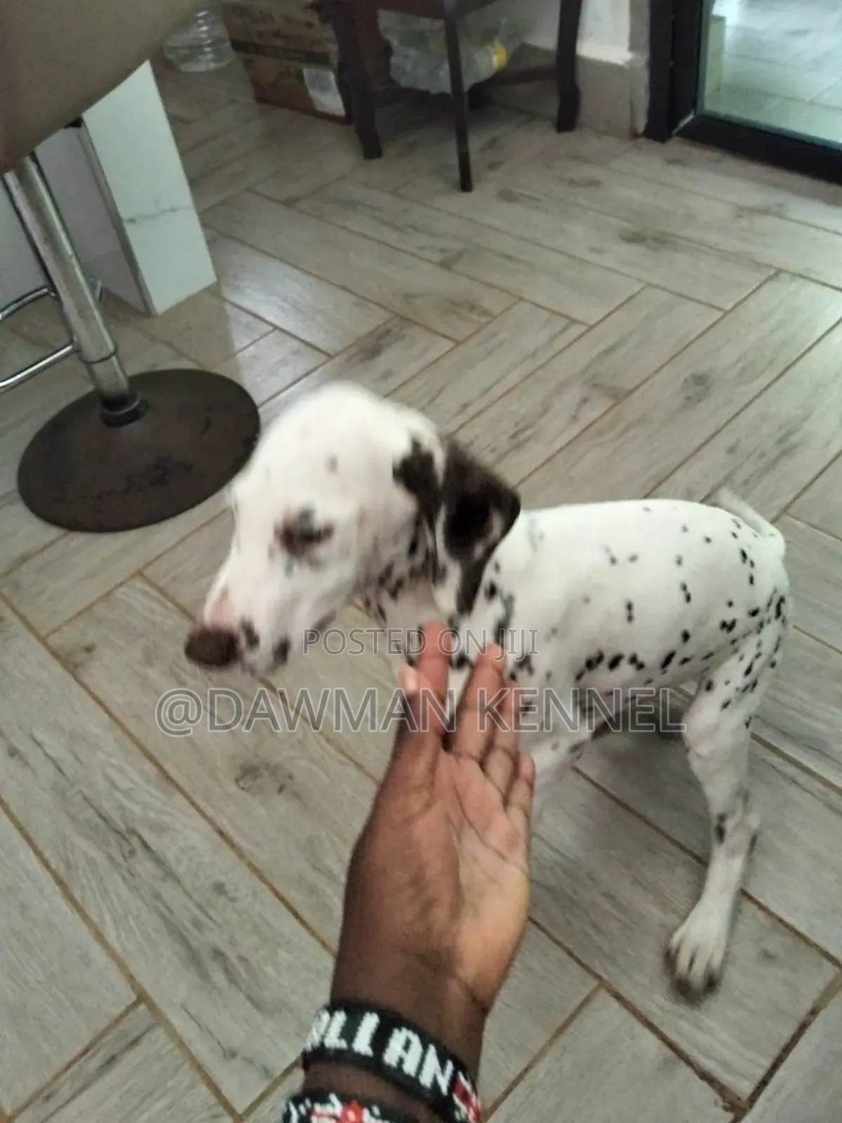 3-6 months Male Purebred Pointer