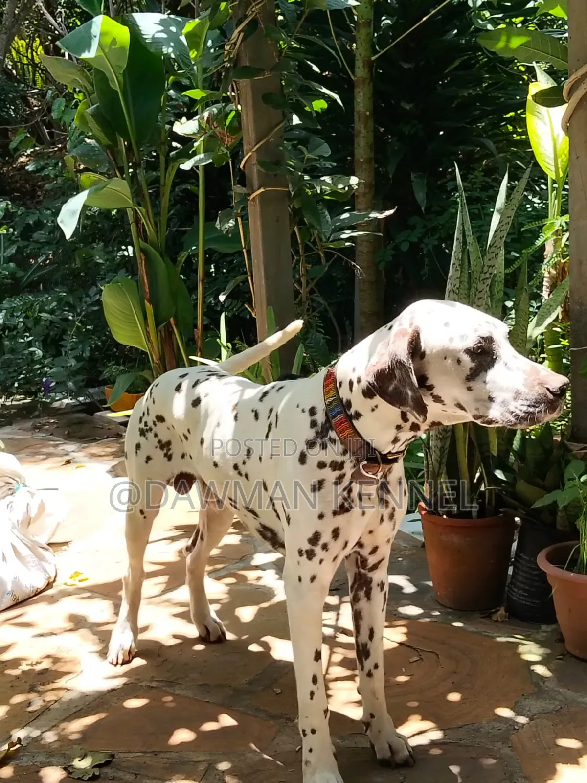 3-6 months Male Purebred Pointer
