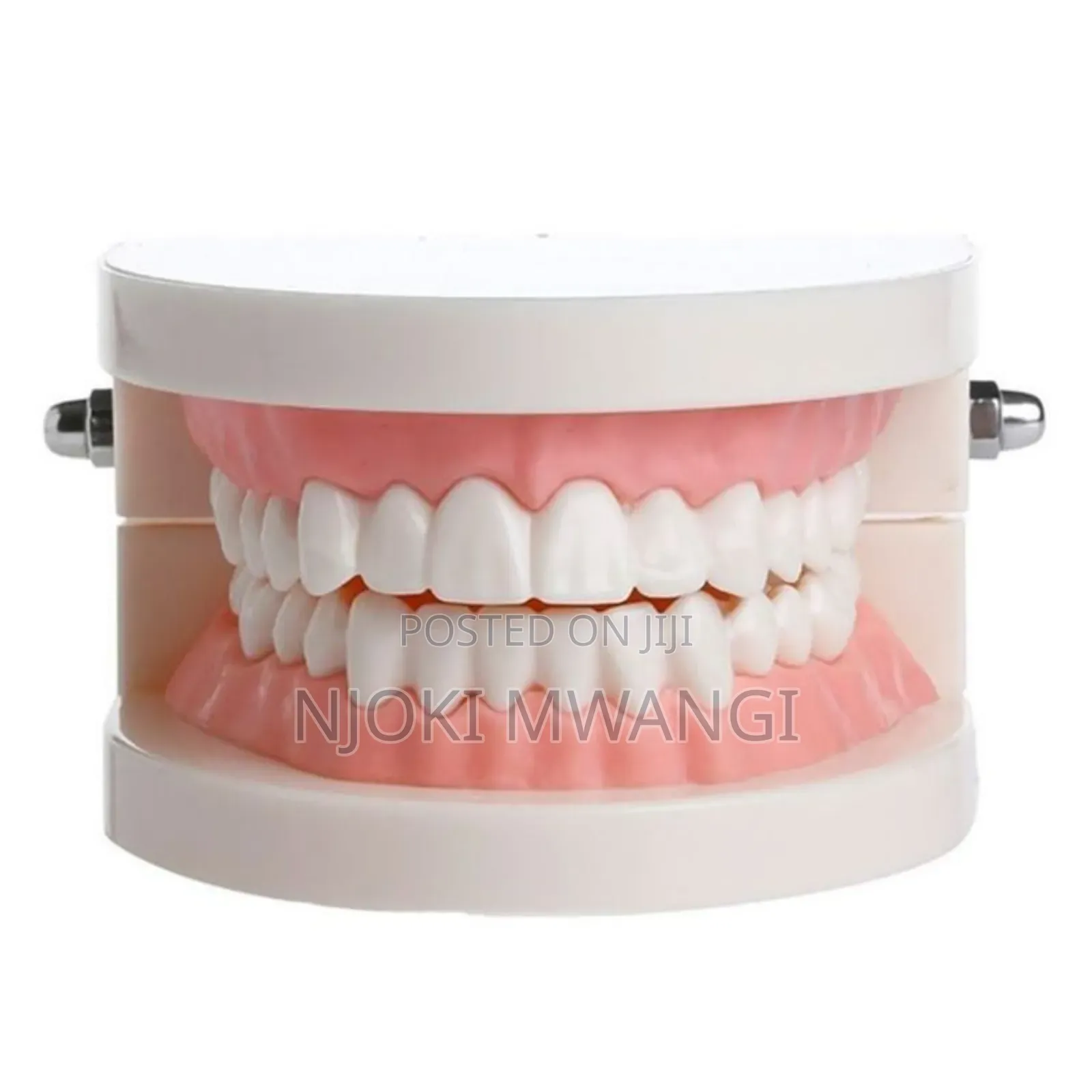 Teeth Model