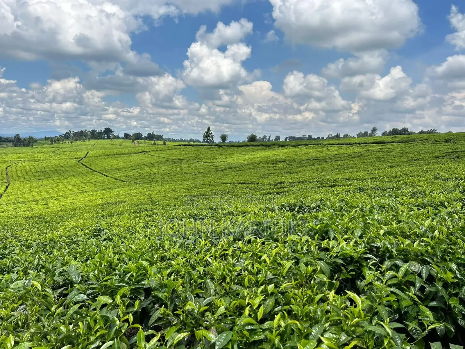 64 Acres Touching Tarmac Ndumberi Limuru Rd at 20m Per Acre