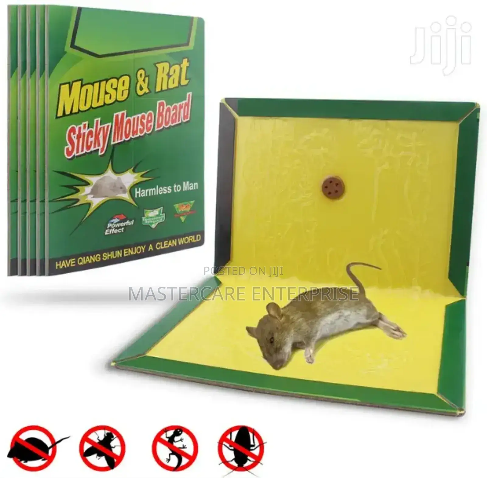 Glue Board Rats