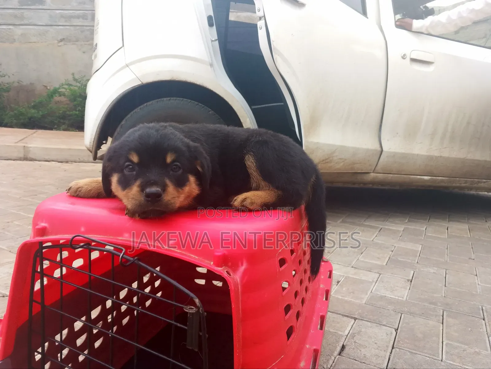1-3 months Female Purebred Rottweiler
