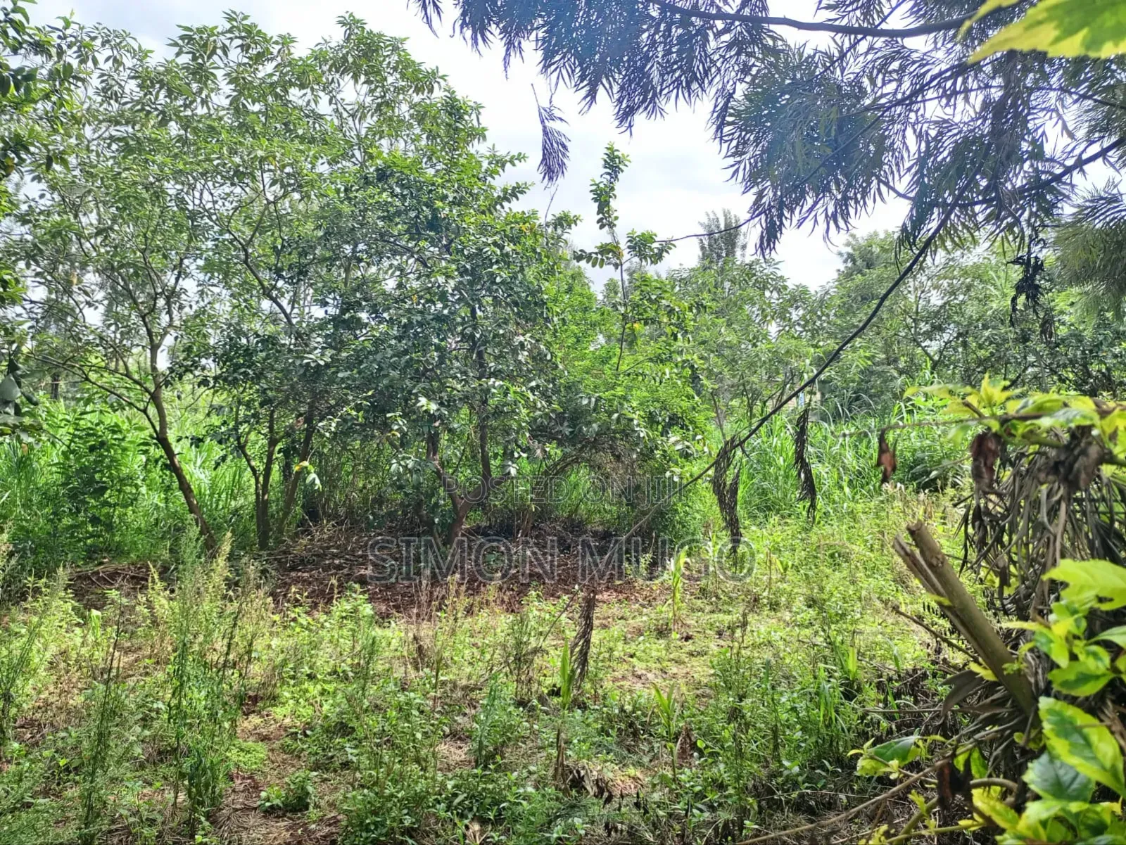 Kiu Kenda Estate Chui Court Prime Residential Fully Serviced 1acre