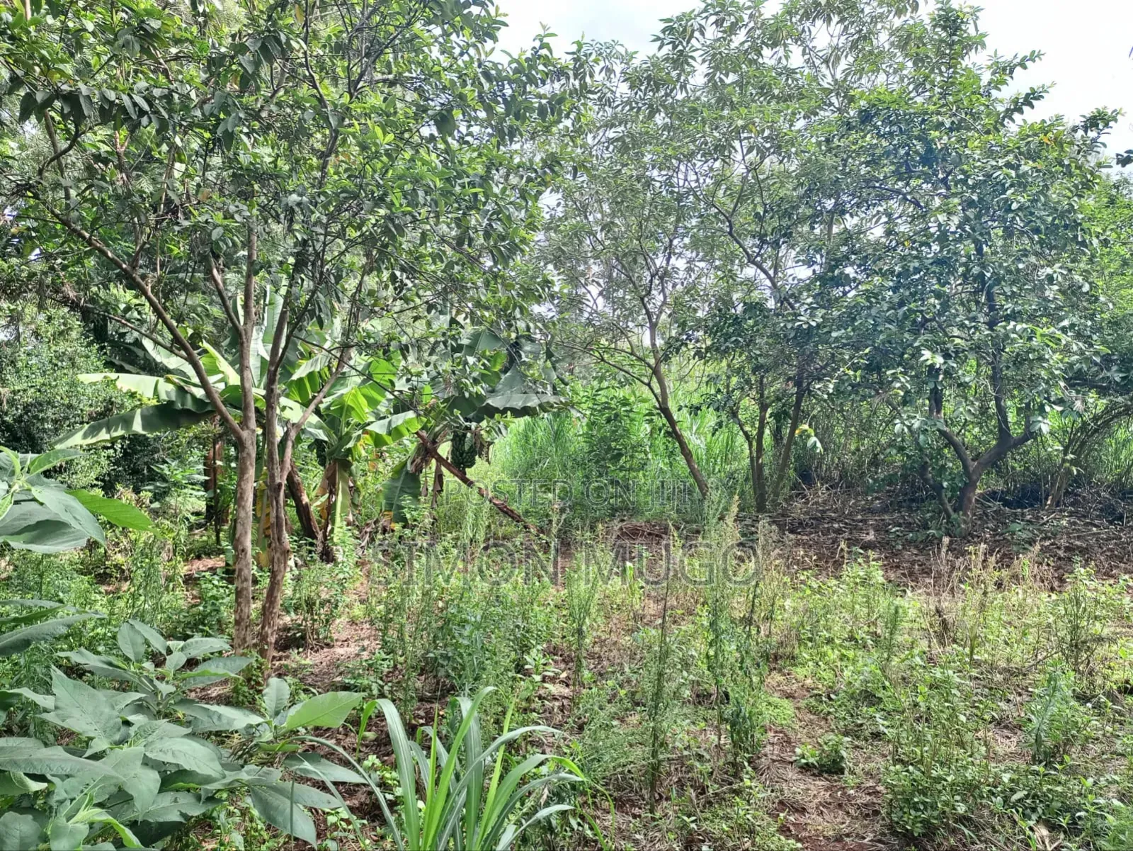 Kiu Kenda Estate Chui Court Prime Residential Fully Serviced 1acre