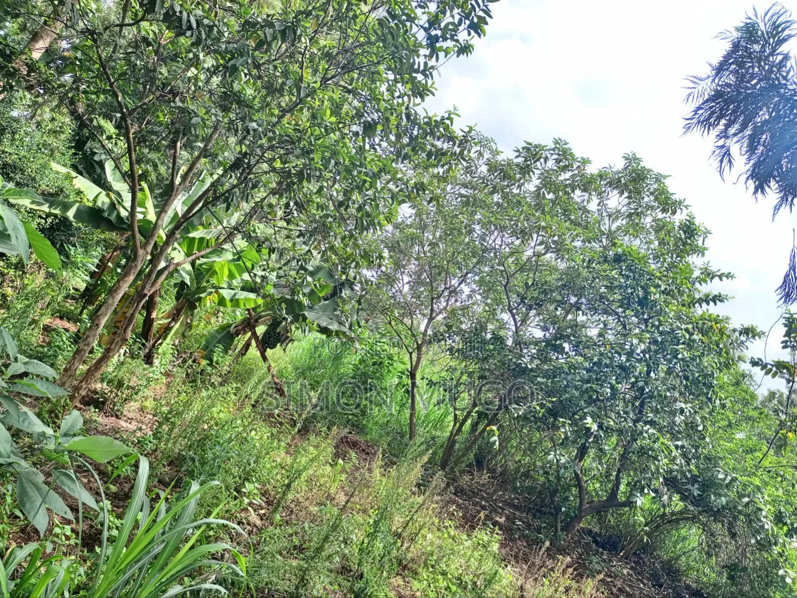 Kiu Kenda Estate Chui Court Prime Residential Fully Serviced 1acre