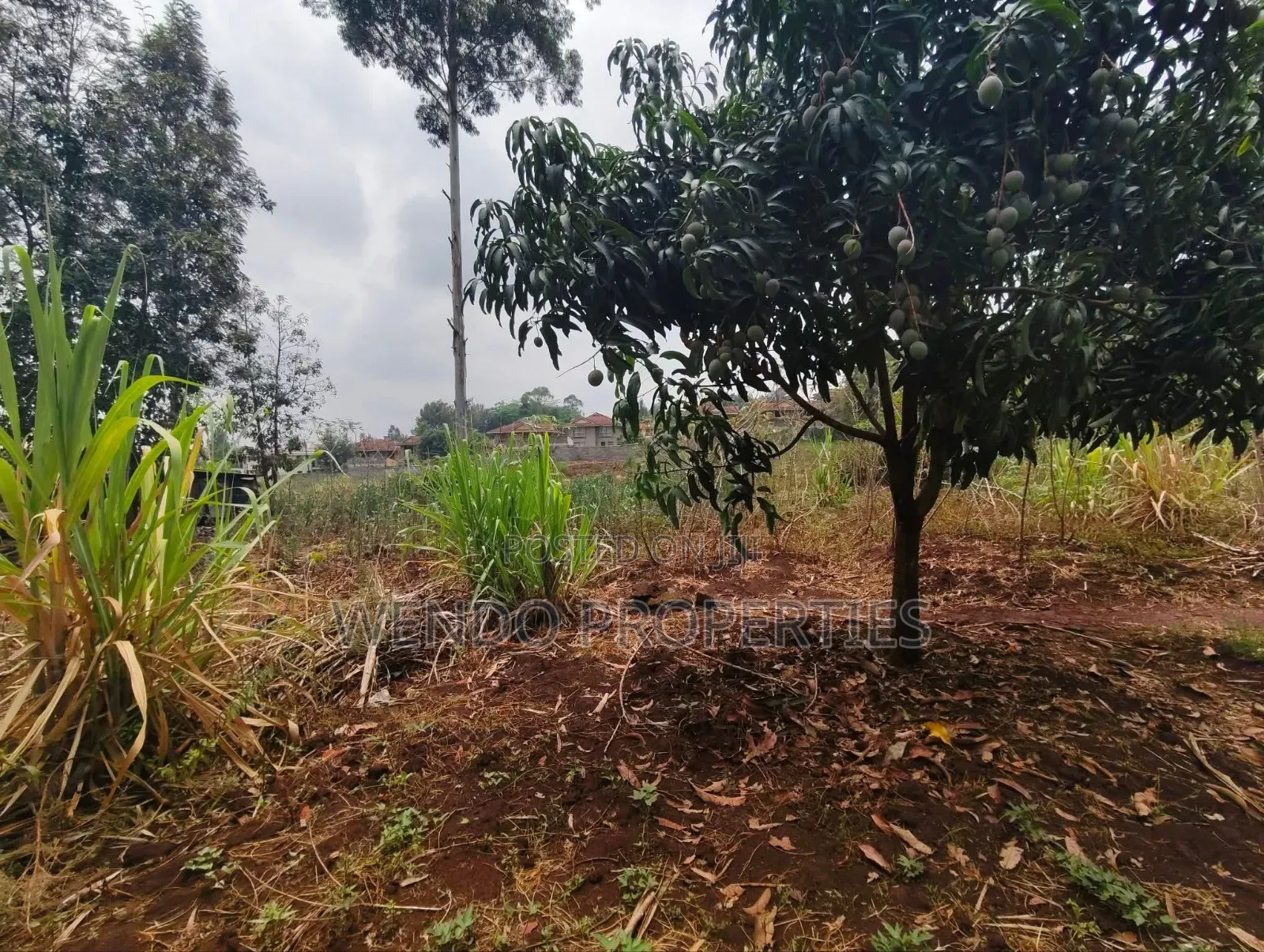 Quarter Acre