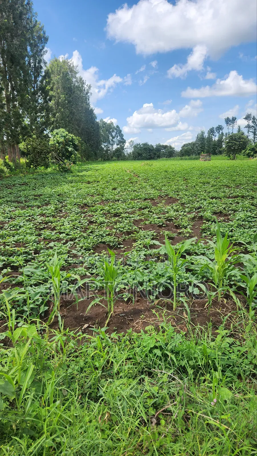 2 Acres Makutano Ya Mwea