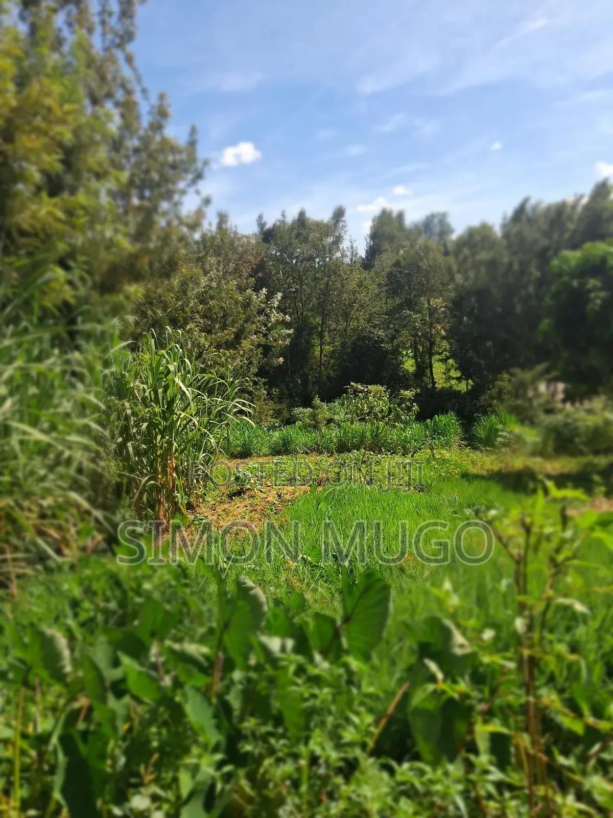 Mugumo Estate Off Ruiru/ Kiambu Road Prime 1/2 Acre