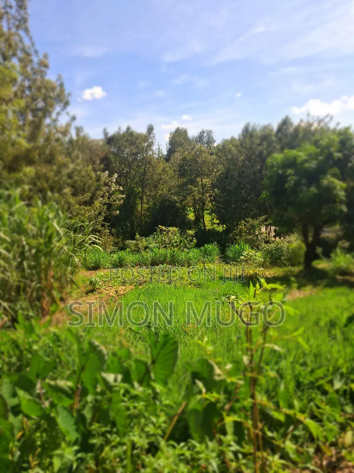 Mugumo Estate Off Ruiru/ Kiambu Road Prime 1/2 Acre