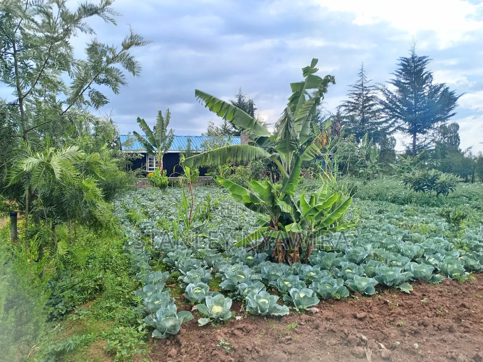 2.5 Acrea Located Ngando Kangaita Nanyuki