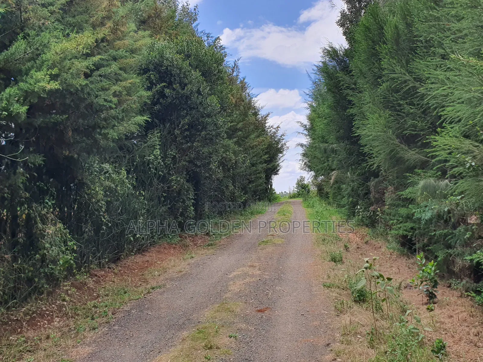 1 Acre in Nkando Estate