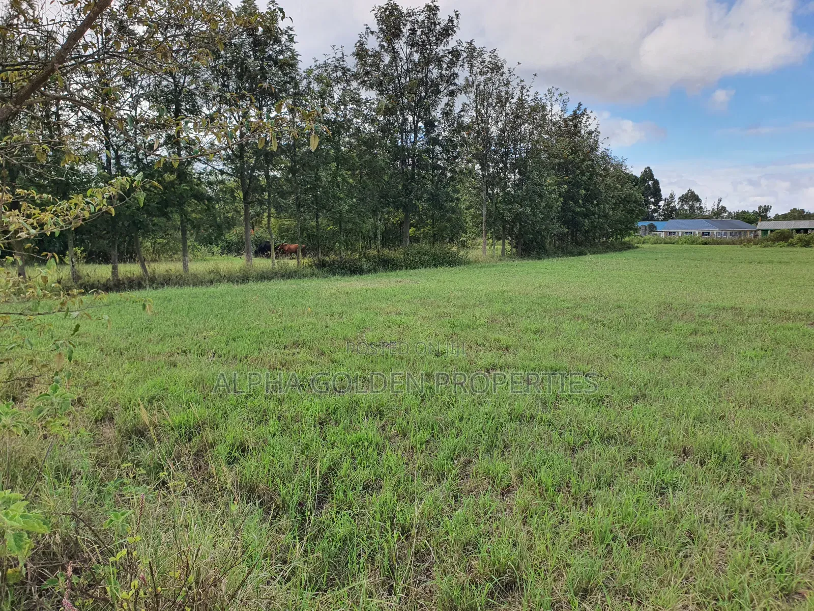 5 Acres on Sale Near Nanyuki Airstrip
