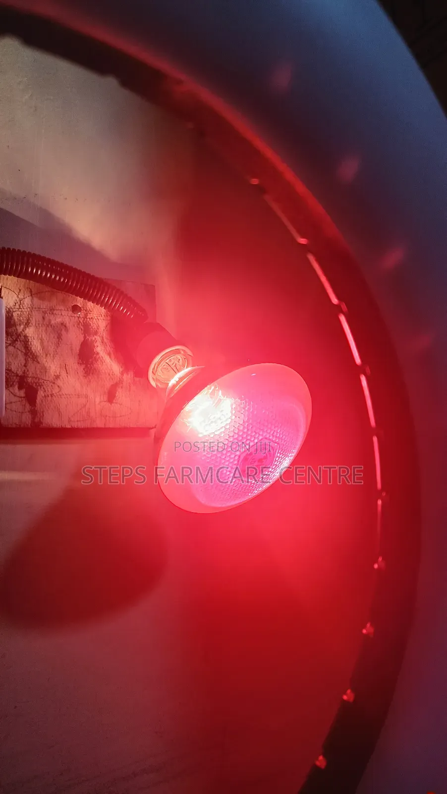 250 W Brooding Bulbs With Ceramic Holders