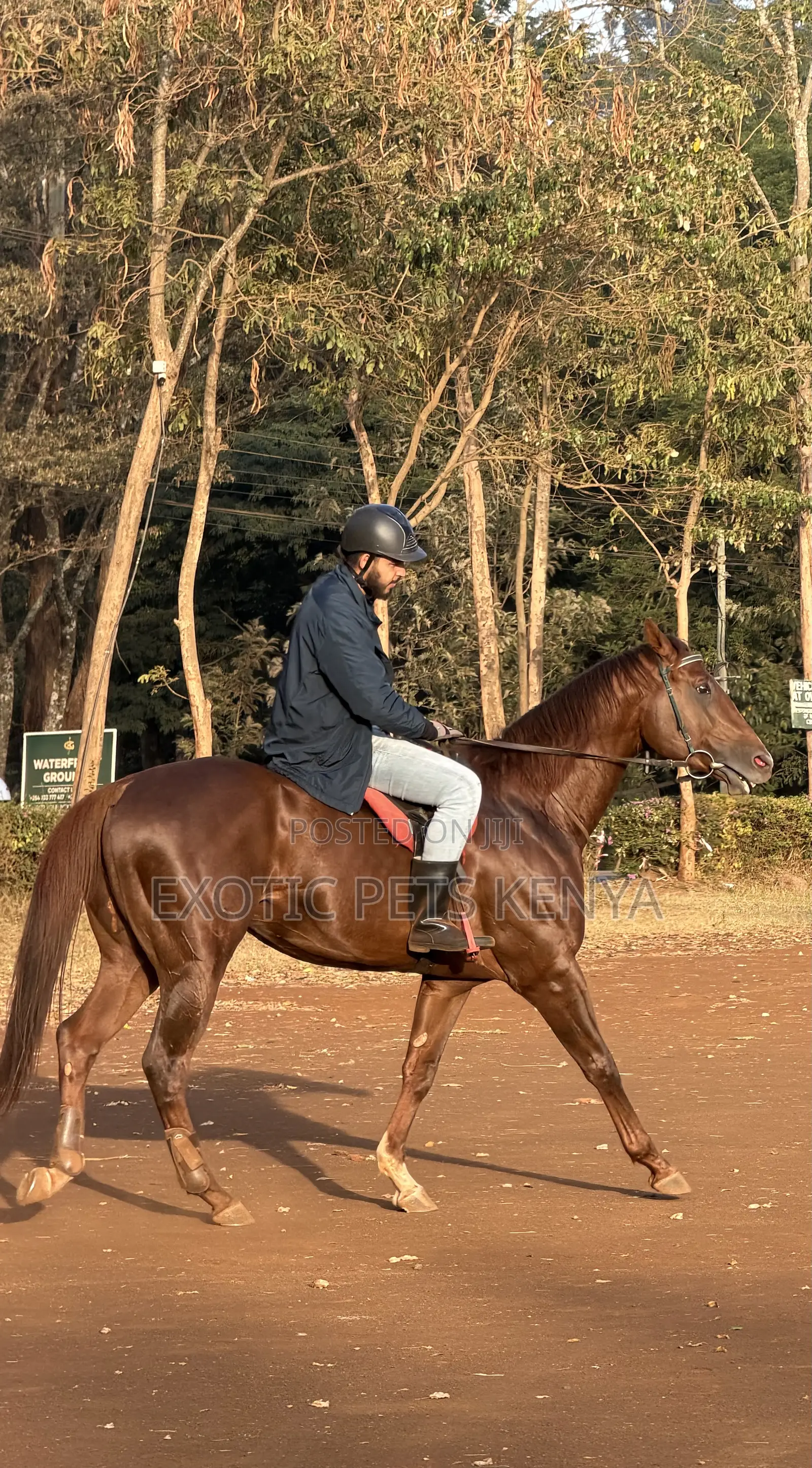 Horse Riding Lessons