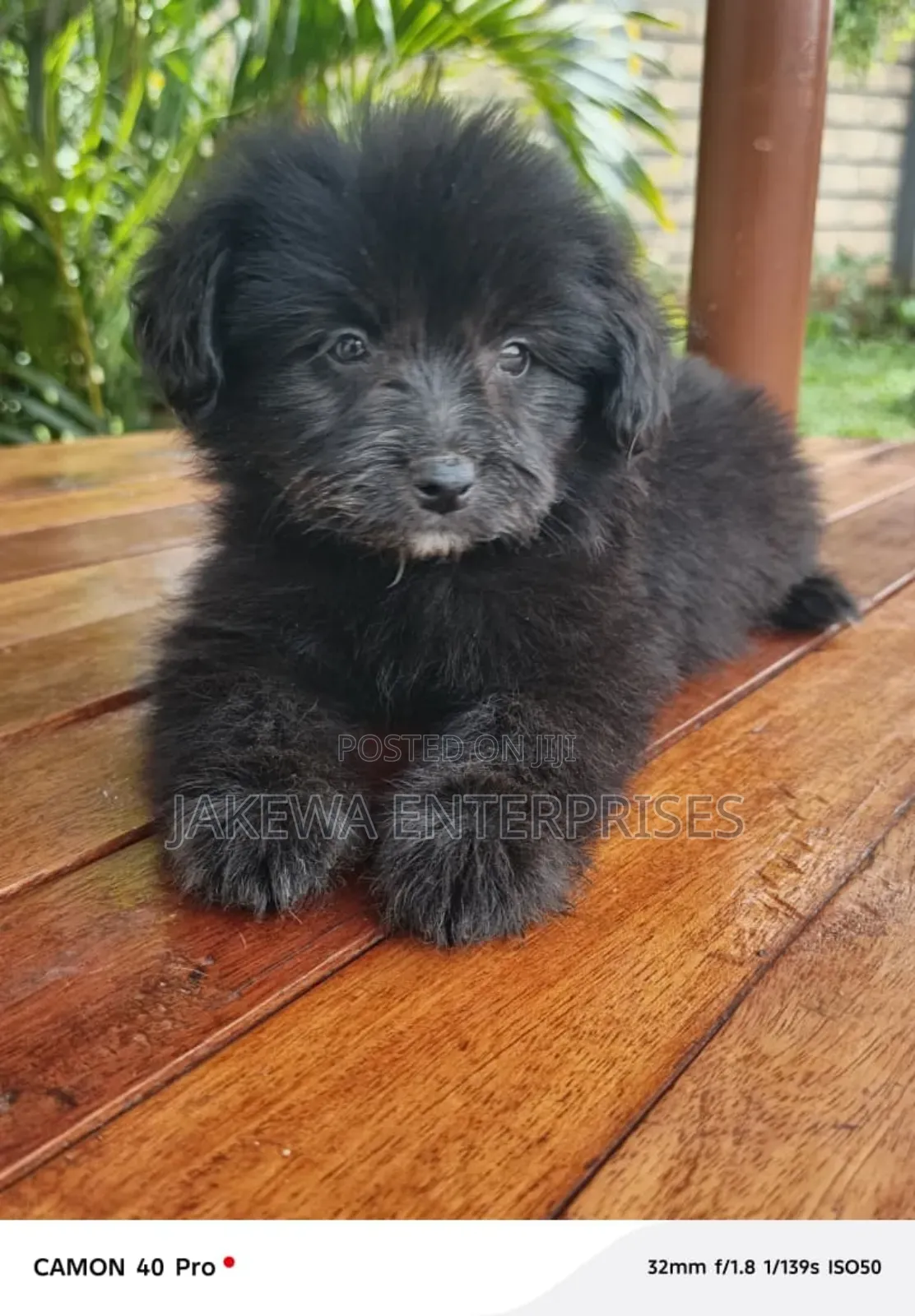 1-3 months Male Purebred Havanese