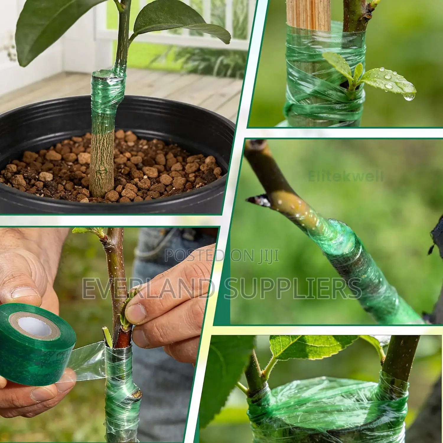 Stretchable Grafting Tape