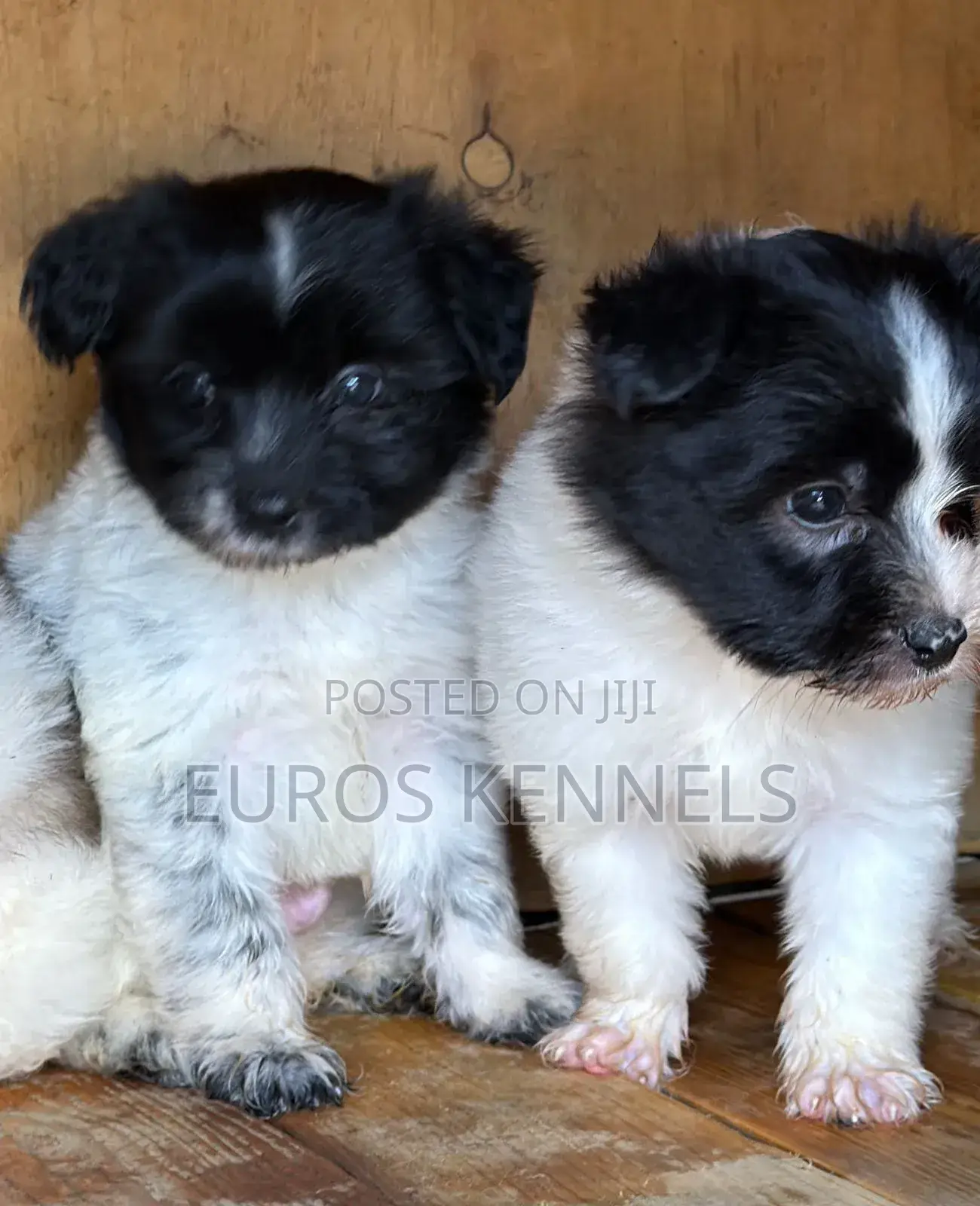 1-3 months Male Purebred Havanese